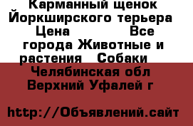 Карманный щенок Йоркширского терьера › Цена ­ 30 000 - Все города Животные и растения » Собаки   . Челябинская обл.,Верхний Уфалей г.